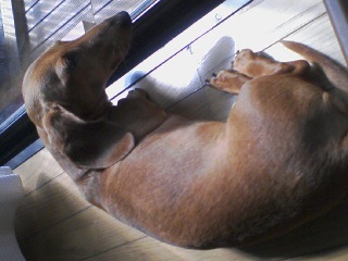 ��񂿂�V��