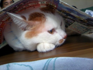 �����ɂ́c